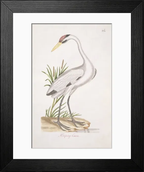 Framed Print : Grus americana, whooping crane Framed Print : Grus americana, whooping crane