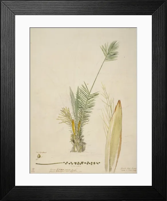 Framed Print : Phoenix canariensis, Canary Islands date palm Framed Print : Phoenix canariensis, Canary Islands date palm