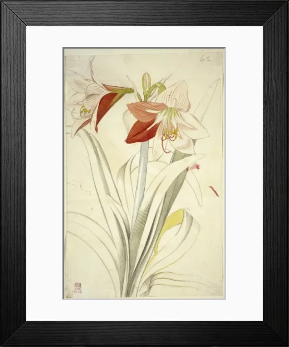 Framed Print : Lilium sp. lily Framed Print : Lilium sp. lily