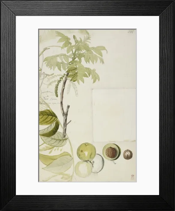 Framed Print : Juglans nigra, black walnut Framed Print : Juglans nigra, black walnut