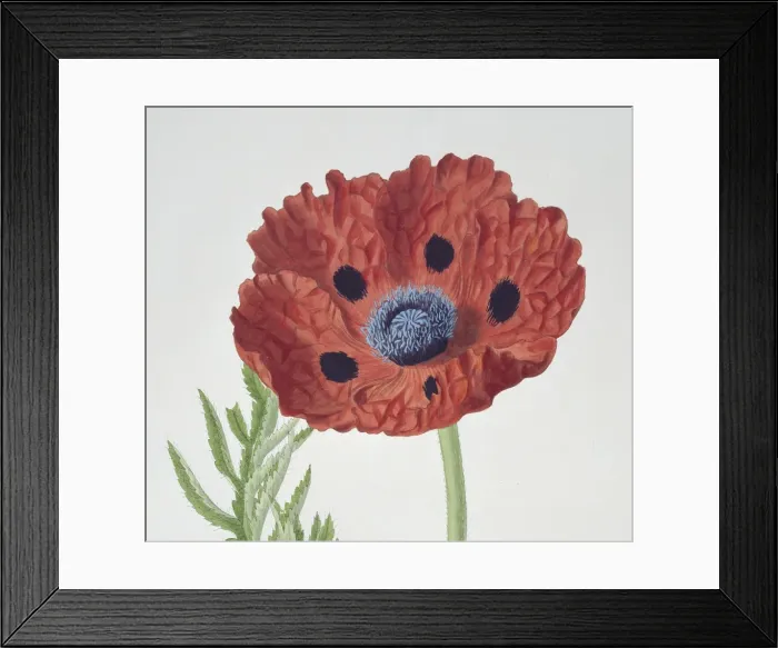 Framed Print : Papaver bracteatum, Oriental poppy (detail) Framed Print : Papaver bracteatum, Oriental poppy (detail)