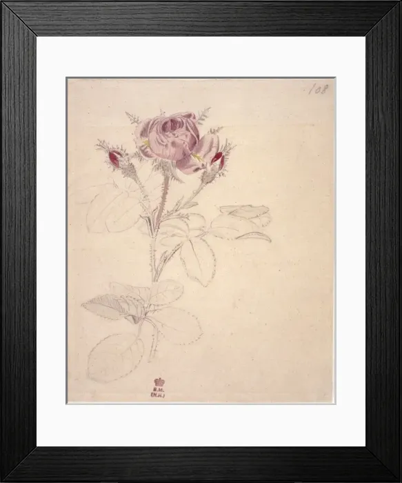 Framed Print : Rosa centifolia, moss rose Framed Print : Rosa centifolia, moss rose