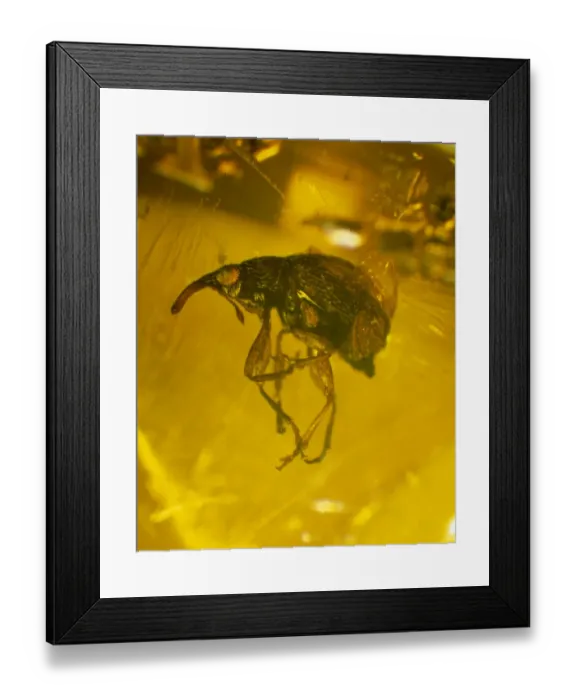 Framed Print : Weevil in amber Framed Print : Weevil in amber