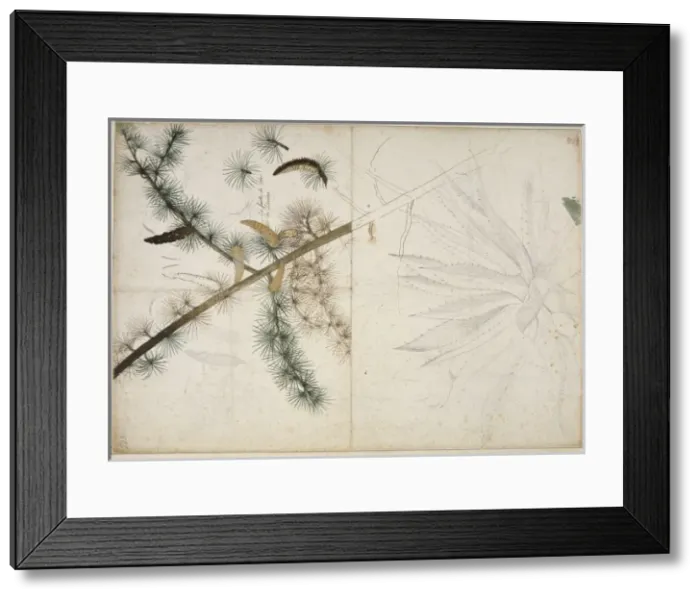Framed Print : Cedrus libani, cedar of Lebanon & Agave americana, century p Framed Print : Cedrus libani, cedar of Lebanon & Agave americana, century p
