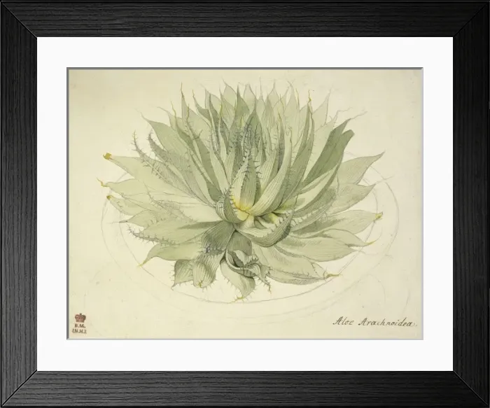 Framed Print : Haworthia herbacea, haworthia Framed Print : Haworthia herbacea, haworthia