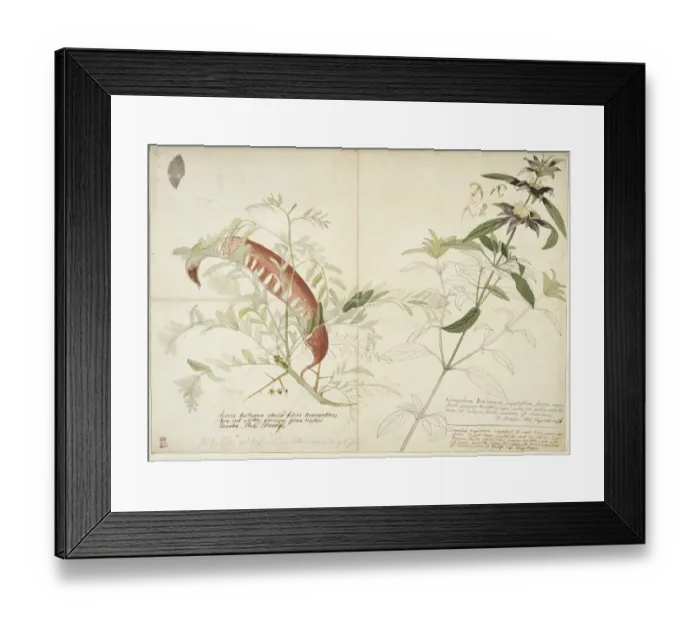 Framed Print : Monarda punctata, horsemint (right) & Gleditsia tracanthos Framed Print : Monarda punctata, horsemint (right) & Gleditsia tracanthos