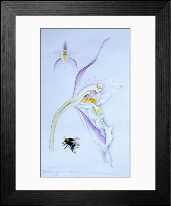 Framed Print : Odontoglossum alexandrea, orchid Framed Print : Odontoglossum alexandrea, orchid