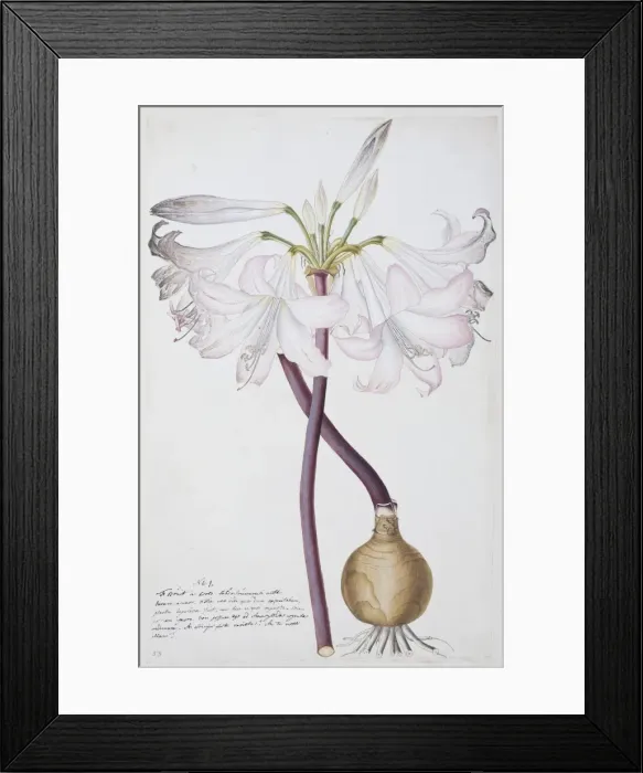 Framed Print : Amaryllis sp. amarylis Framed Print : Amaryllis sp. amarylis
