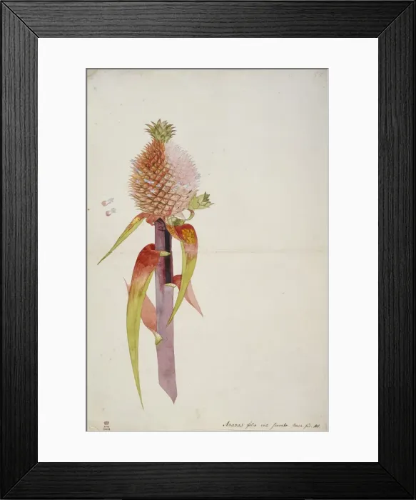 Framed Print : Ananas comosus, pineapple Framed Print : Ananas comosus, pineapple