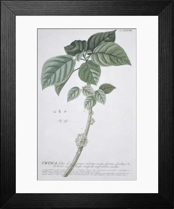 Framed Print : Urtica foliis, nettles Framed Print : Urtica foliis, nettles