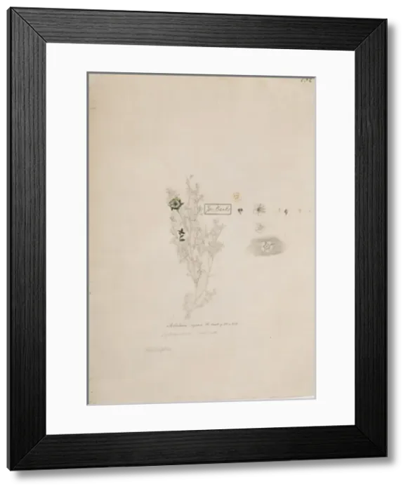 Framed Print : Leptospermum scoparium, New Zealand tea tree Framed Print : Leptospermum scoparium, New Zealand tea tree