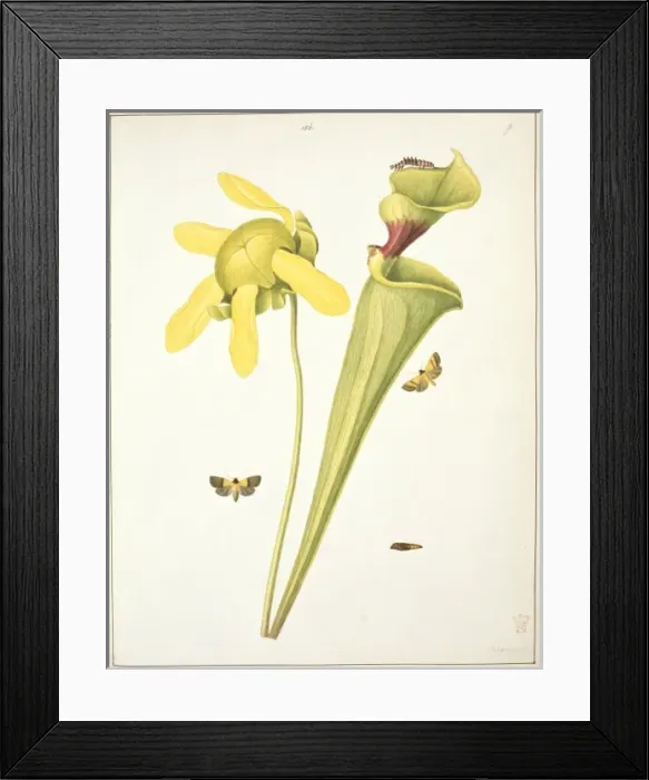 Framed Print : Trumpet leaf moths Framed Print : Trumpet leaf moths