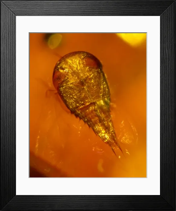 Framed Print : Rove beetle in amber Framed Print : Rove beetle in amber