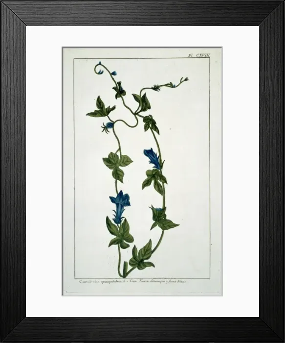 Framed Print : Convolvulus guinguelobus, binweed Framed Print : Convolvulus guinguelobus, binweed