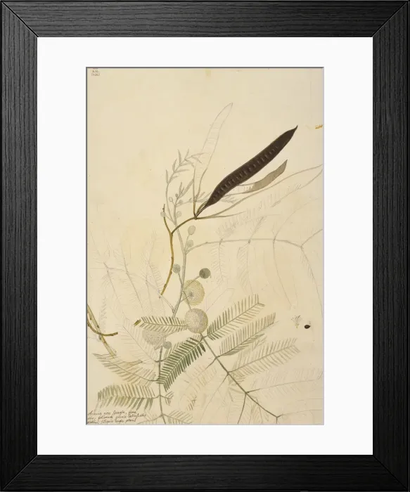 Framed Print : Leucaena leucocephala, coffee bush Framed Print : Leucaena leucocephala, coffee bush