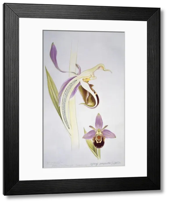 Framed Print : Ophrys purpurea, orchid Framed Print : Ophrys purpurea, orchid