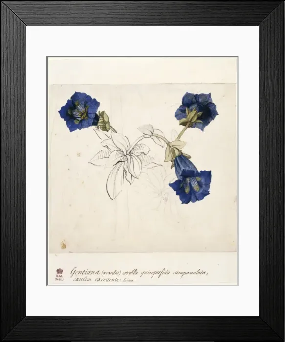 Framed Print : Gentiana acaulis, stemless gentian Framed Print : Gentiana acaulis, stemless gentian
