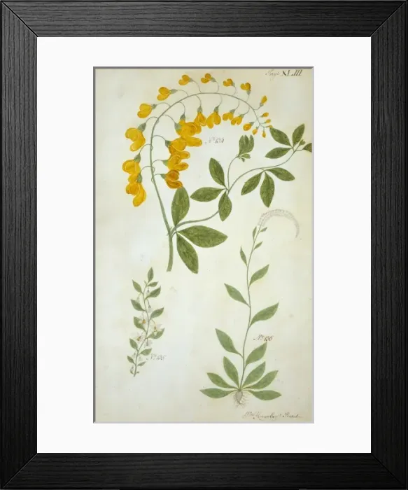 Framed Print : Plant drawing Framed Print : Plant drawing