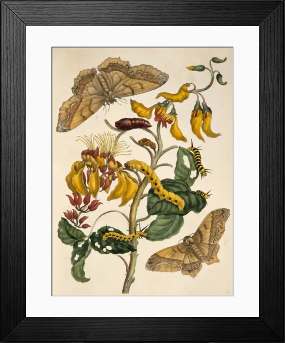 Framed Print : Palliseden bonn Framed Print : Palliseden bonn