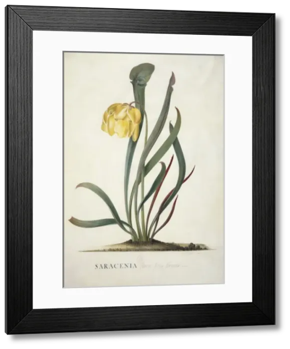 Framed Print : Sarracenia flava, trumpets Framed Print : Sarracenia flava, trumpets