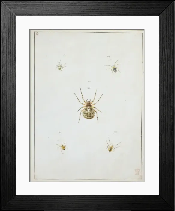 Framed Print : Araneus saevus, great round web spider Framed Print : Araneus saevus, great round web spider