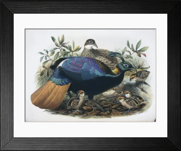 Framed Print : Lophophorus impejanus, Himalayan monal Framed Print : Lophophorus impejanus, Himalayan monal