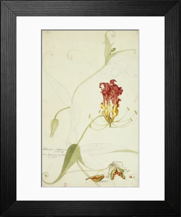 Framed Print : Gloriosa superba, gloriosa lily Framed Print : Gloriosa superba, gloriosa lily
