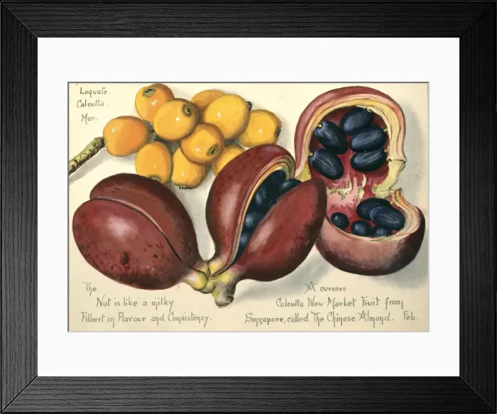 Framed Print : Sterculia and Eriobotrya japonica, Chinese almond and loqua Framed Print : Sterculia and Eriobotrya japonica, Chinese almond and loqua