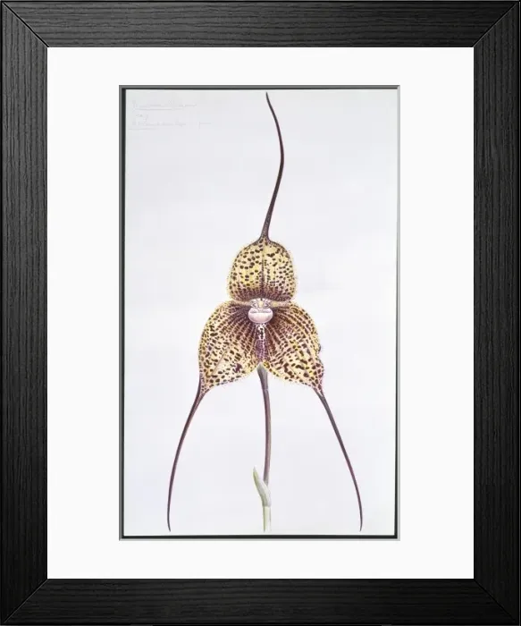 Framed Print : Masdevallia chimaera, orchid Framed Print : Masdevallia chimaera, orchid