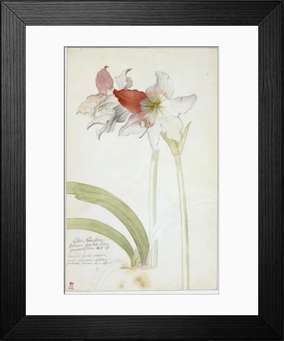 Framed Print : Lilio narcissus Framed Print : Lilio narcissus