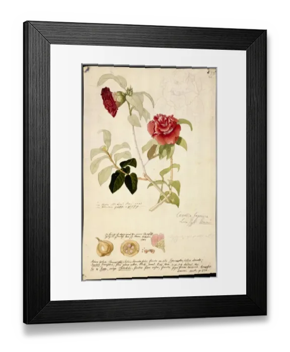 Framed Print : Camellia japonica, camellia Framed Print : Camellia japonica, camellia