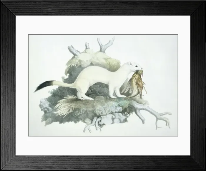 Framed Print : Mustela erminea, ermine Framed Print : Mustela erminea, ermine