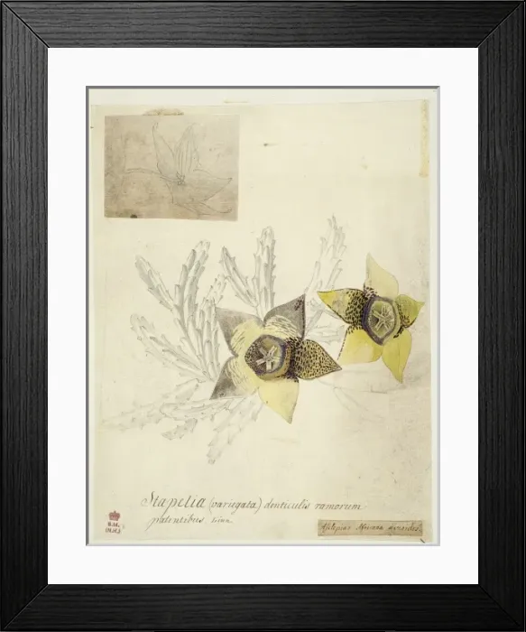Framed Print : Orbea variegata, toad cactus Framed Print : Orbea variegata, toad cactus