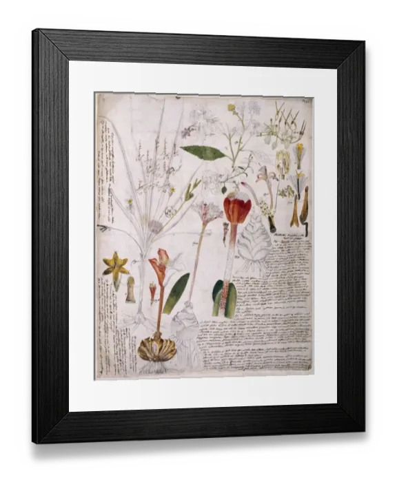 Framed Print : Plant Illustration Framed Print : Plant Illustration