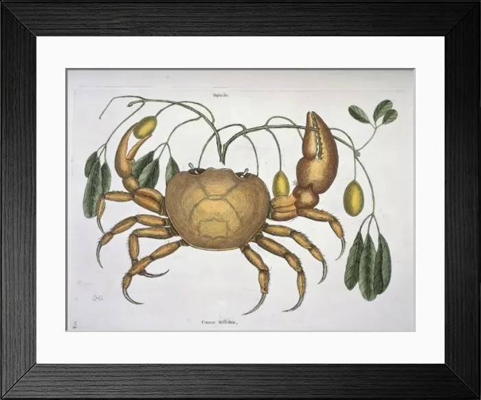 Framed Print : Cancer terrestris Framed Print : Cancer terrestris