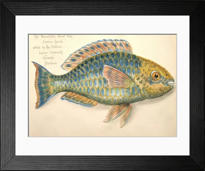 Framed Print : Scarus ghobban, blue-barred parrotfish