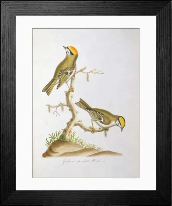 Framed Print : Regulus satrapa, golden-crowned kinglet Framed Print : Regulus satrapa, golden-crowned kinglet