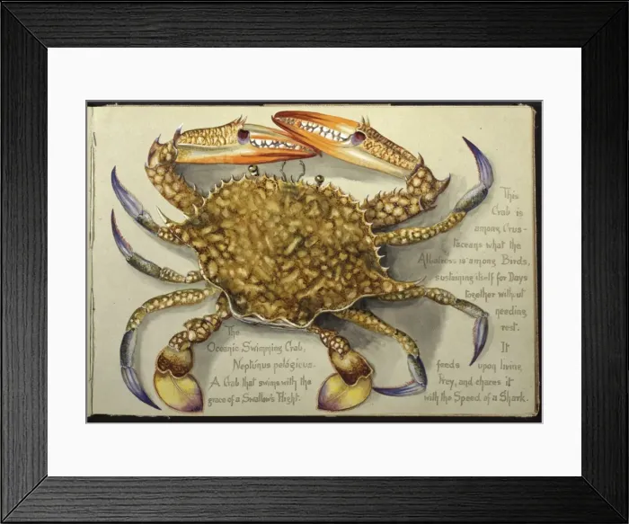 Framed Print : Portunus pelagicus, flower crab Framed Print : Portunus pelagicus, flower crab