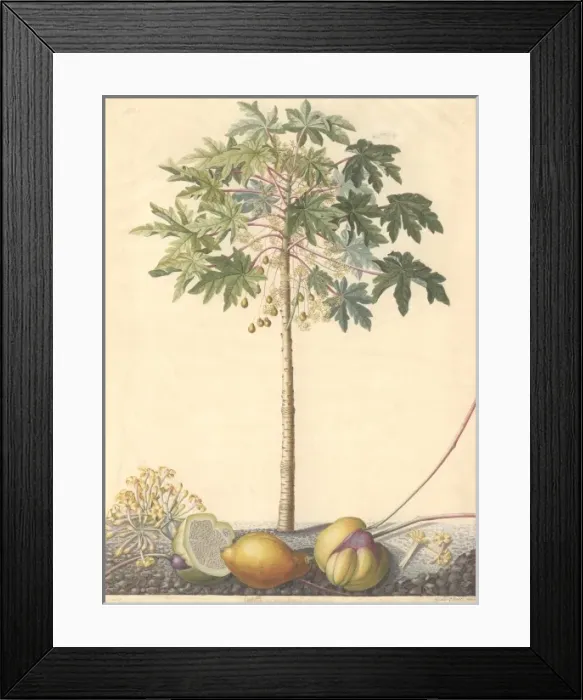 Framed Print : Carica papaya L. papaya or melon pawpaw Framed Print : Carica papaya L. papaya or melon pawpaw