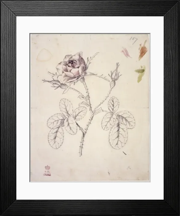 Framed Print : Rosa centifolia, cabbage rose Framed Print : Rosa centifolia, cabbage rose