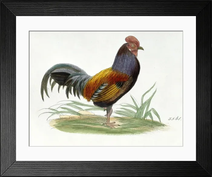 Framed Print : Gallus gallus, red junglefowl Framed Print : Gallus gallus, red junglefowl