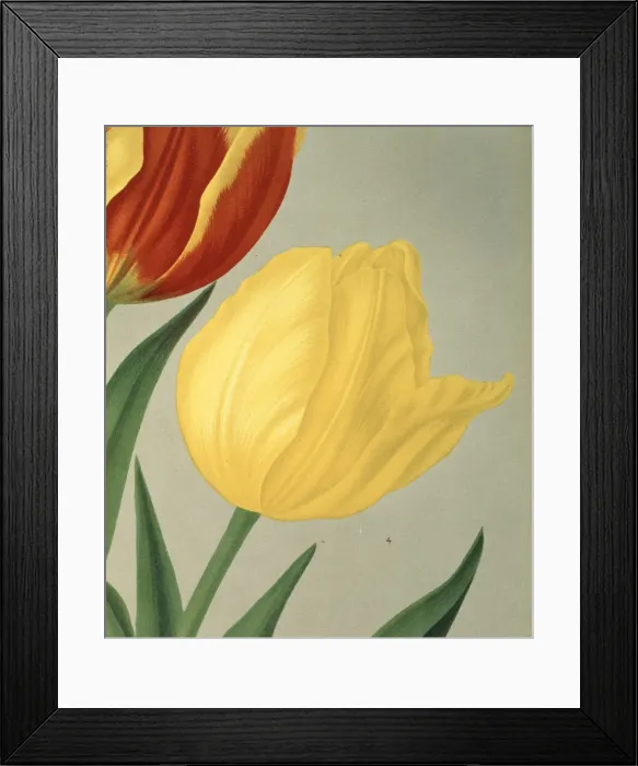 Framed Print : Tulipa chrijsolora, single early tulip Framed Print : Tulipa chrijsolora, single early tulip