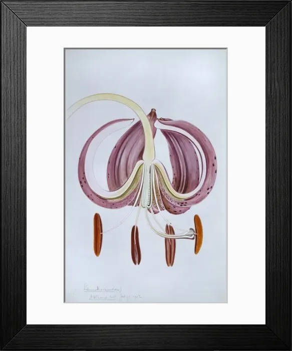 Framed Print : Lilium martagon, Turks cap lily Framed Print : Lilium martagon, Turks cap lily