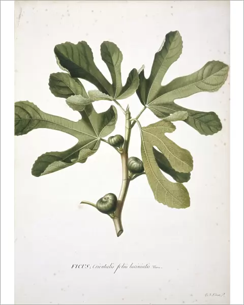 Ficus carica L. Fig