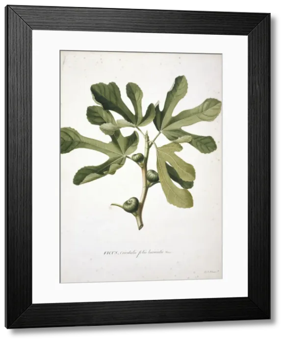 Framed Print : Ficus carica L. Fig Framed Print : Ficus carica L. Fig