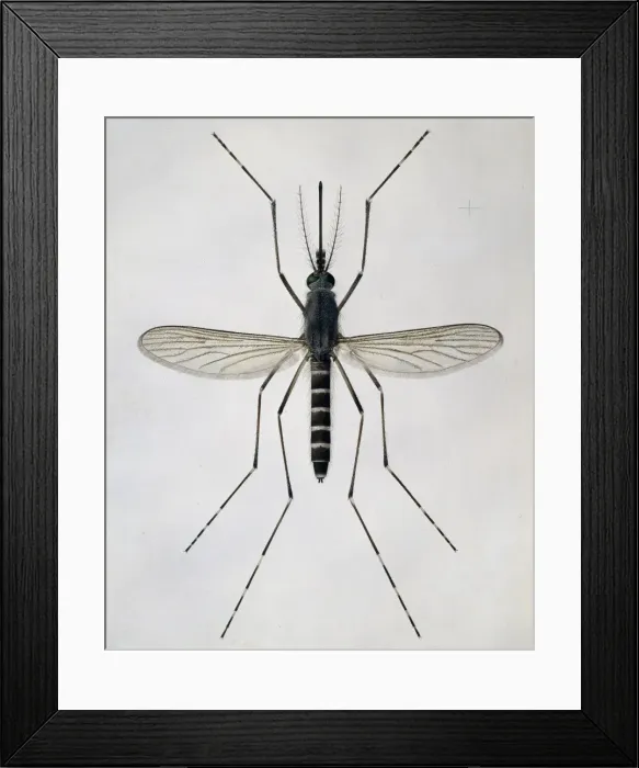 Framed Print : Aedes cantans, mosquito Framed Print : Aedes cantans, mosquito