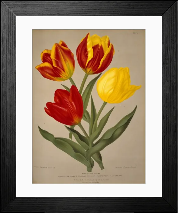 Framed Print : Tulipa sp. tulip Framed Print : Tulipa sp. tulip