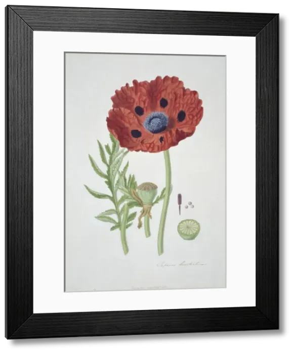 Framed Print : Papaver bracteatum, Oriental poppy