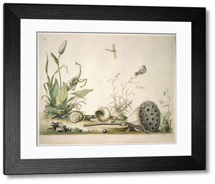 Framed Print : Nelumbo lutea, American lotus and Triodopsis albolabri, snai Framed Print : Nelumbo lutea, American lotus and Triodopsis albolabri, snai