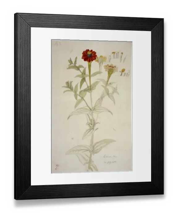 Framed Print : Zinnia peruviana, Peruvian zinnia Framed Print : Zinnia peruviana, Peruvian zinnia